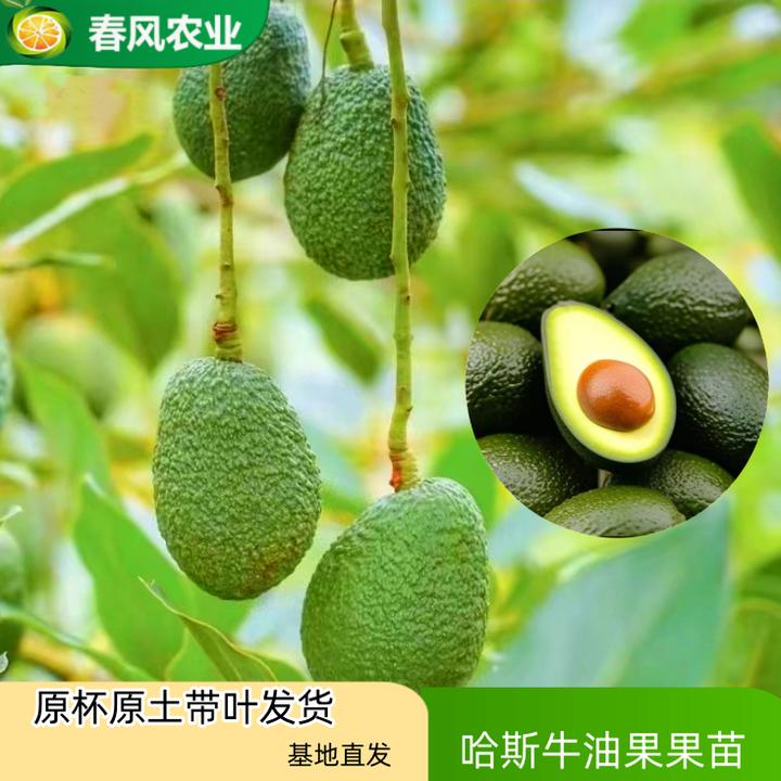 哈斯牛油果树苗 嫁接哈斯牛油果树苗南方庭院盆栽地栽种植原杯土