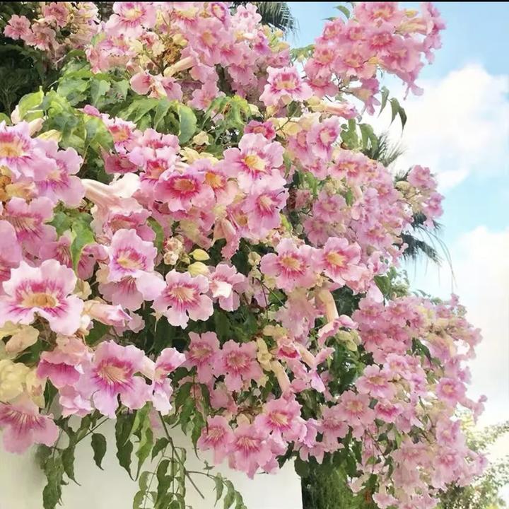 非洲凌霄花苗四季爬藤植物大花攀爬炮仗花大苗浓香型庭院阳台