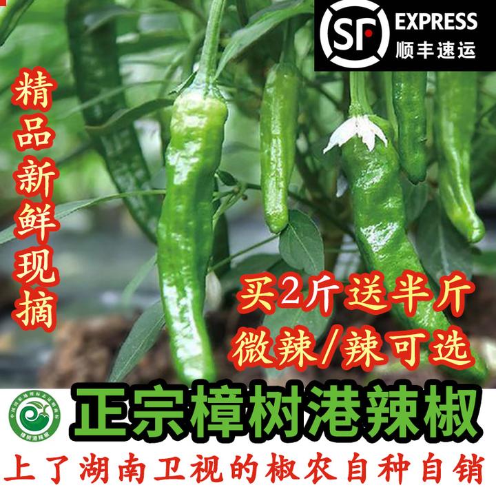 正宗樟树港辣椒椒农自种精品现摘顺丰包邮湖南湘阴特产1/2/5斤