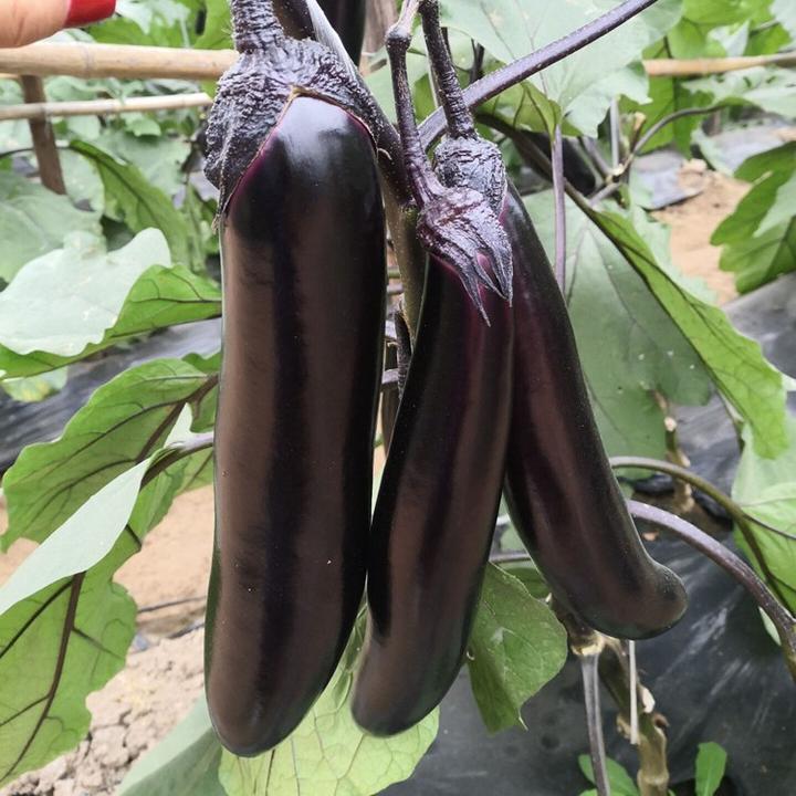 【新疆包邮】紫长茄子种子四季播种庭院菜园子素材种子