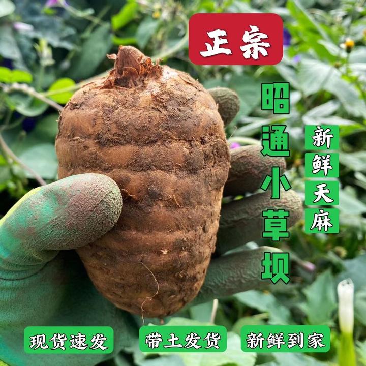【核心产区】正宗昭通小草坝新鲜天麻1/3/5斤包邮新鲜天麻烹饪炖鸡