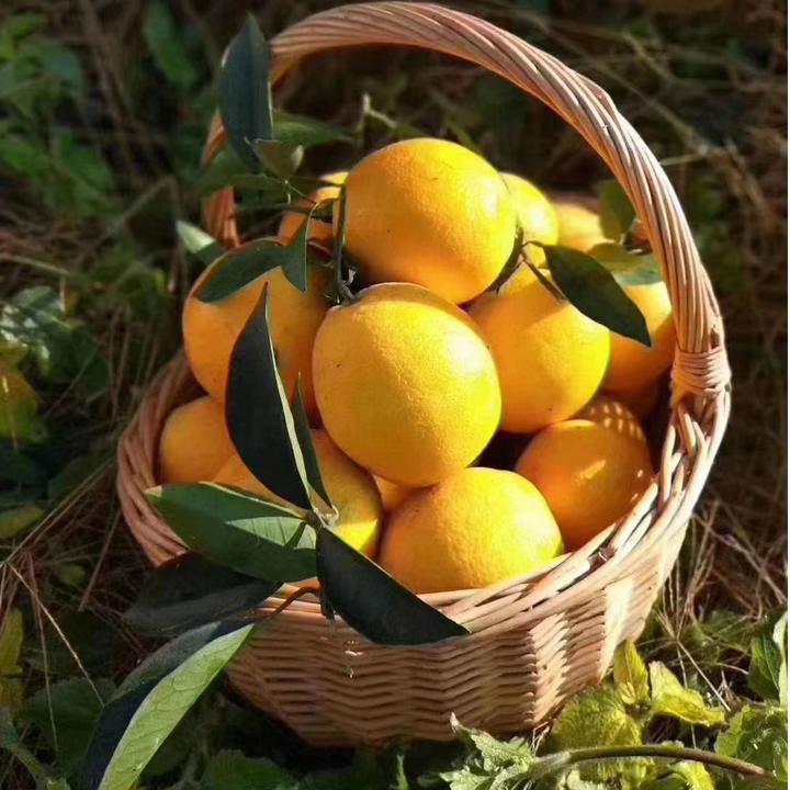 【中果5斤70mm江西赣州正宗赣南脐橙】（超值试吃体验橙子装）