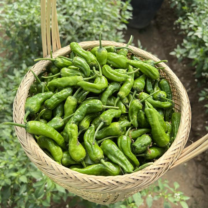 正宗原产地余干本地辣椒 枫树辣椒 皮薄脆嫩香辣 当日采摘现发