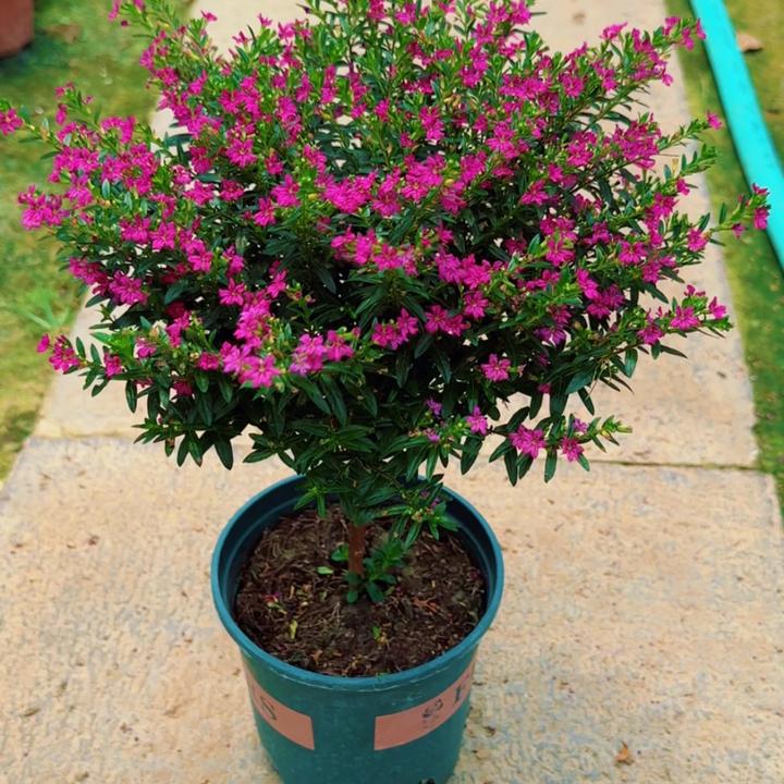 棒棒糖满天星四季开花客厅庭院带盆栽好带花苞发货观花植物常绿