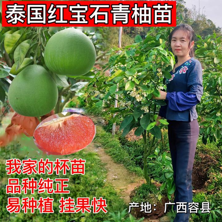 青柚 正宗泰国红宝石青柚嫁接苗 树苗果树苗 新品种种植柚子树