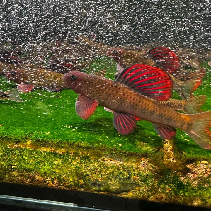 建德小鳔鮈原生鱼好养棒花鱼清洁翻砂冷水不加温除藻工具鱼淡水鱼