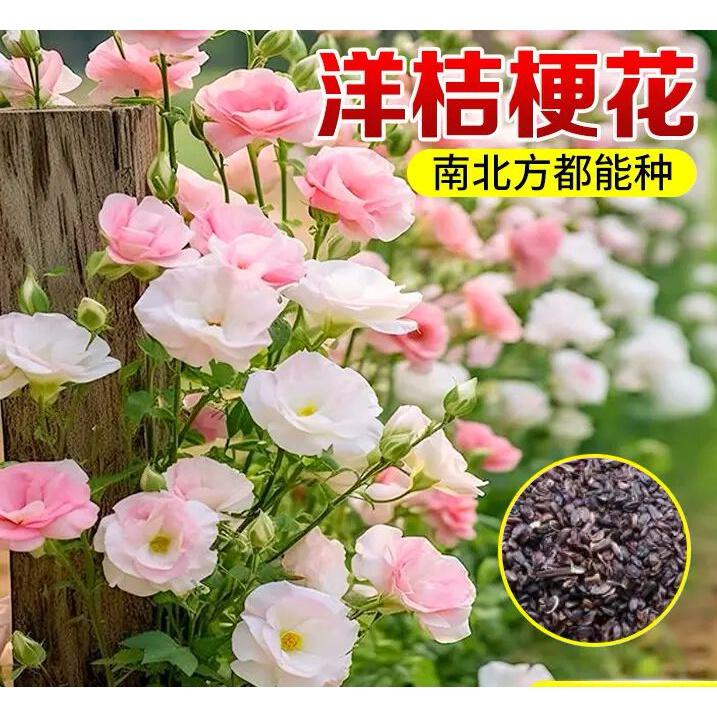 洋桔梗花四季易活阳台庭院盆栽地栽南北方种植