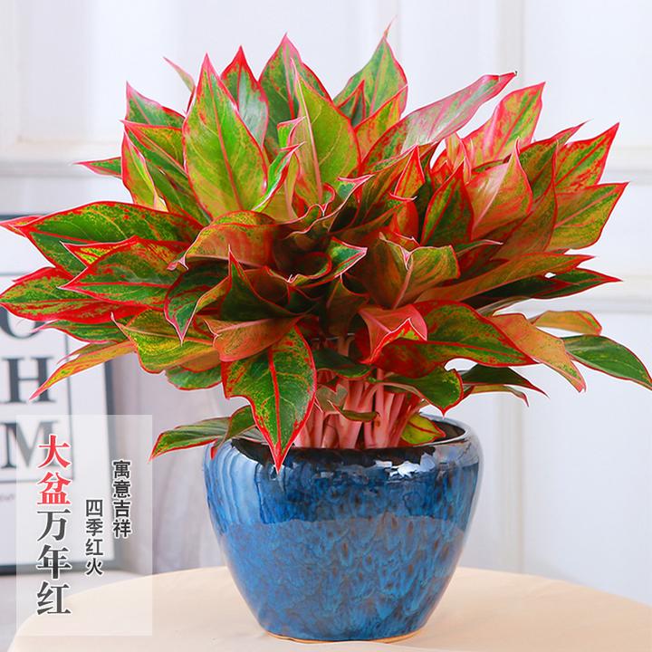 万年红盆栽花卉植物室内水培土培观叶绿植四季好养净化空气年宵花