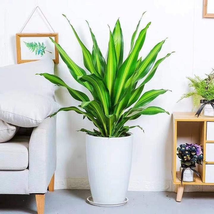 走量款金边巴西铁树盆栽香龙血树室内植物客厅绿植观叶植物盆栽