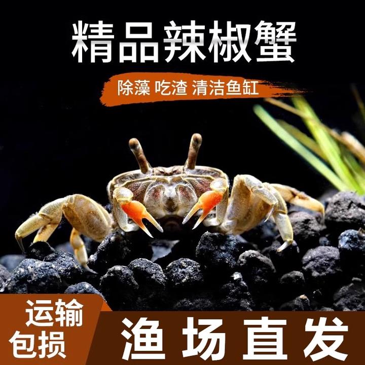 迷你蟹辣椒蟹宠物鱼缸观赏蟹淡水活体草缸可深水养殖小螃蟹除藻蟹
