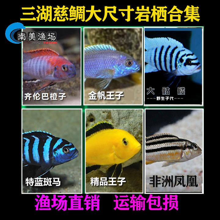 慈鲷鱼大号三湖慈鲷发色鱼马鲷岩栖类非洲王子好养耐活热带鱼精品