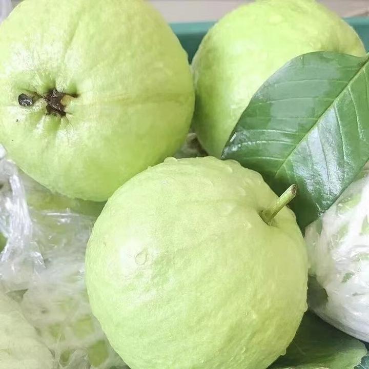 广西玉林现摘芭乐老树白心低糖低脂水果当季新鲜番石榴【鸡屎果】