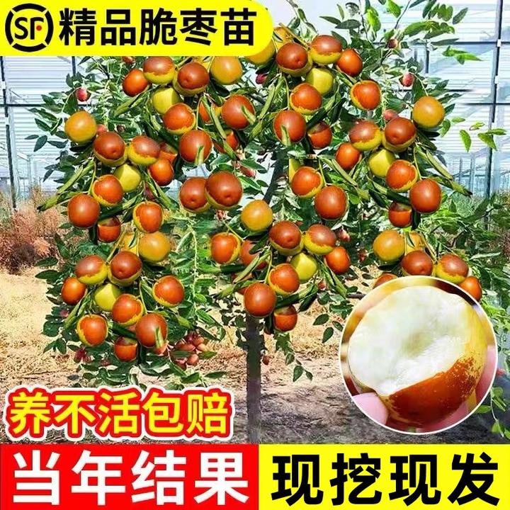 【买1送2】枣树活苗嫁接冬枣葫芦枣树苗红枣树苗南北方盆栽地栽种植