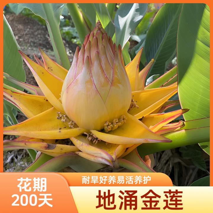 【地涌金莲】云南花卉绿植包邮花苞盆栽易活养护耐寒珍稀大花适宜