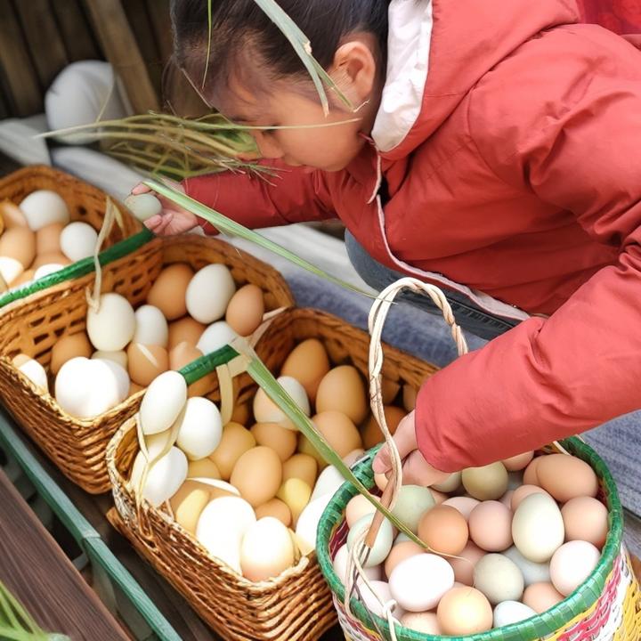 广东惠来圆墩正宗农家散养土鸡蛋装净重新鲜草鸡蛋30/60粒