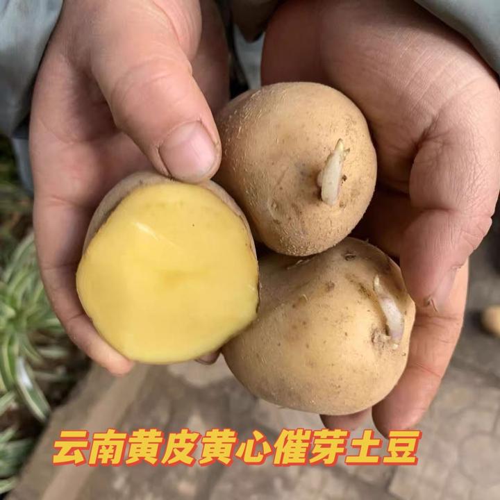 云南土豆黄皮黄心催芽土豆洋芋自留马铃薯催芽土豆