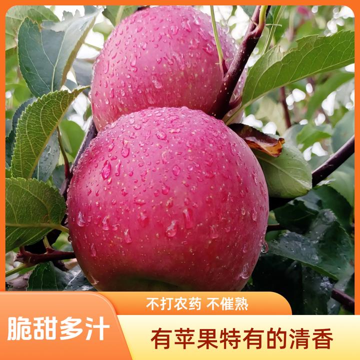 云南高原稀有水果脆甜红富士苹超棒果水果脆甜多汁孕妇精品5/10斤