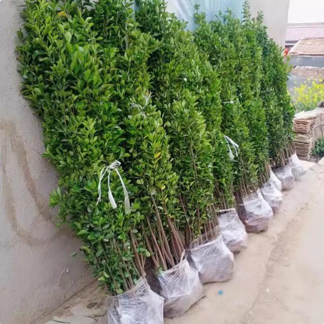 围墙篱笆植物大叶北海道黄杨苗冬青树苗四季常青耐寒庭院绿篱树苗