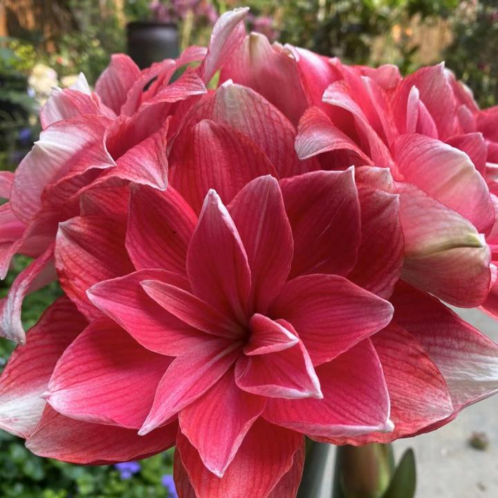 【双梦～自然球】~青州品韵朱顶红种球玫粉重瓣