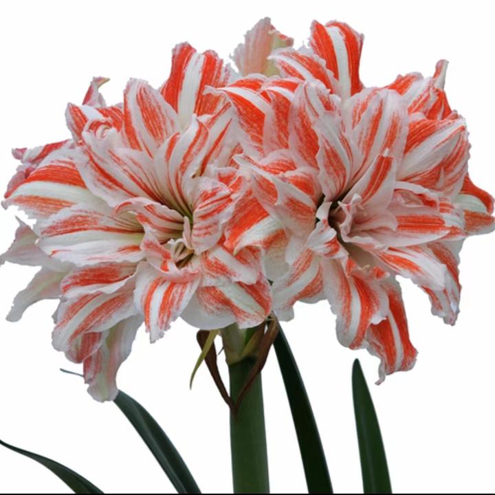 【舞蹈皇后~自然球】~青州品韵朱顶红种球进口大花基地球