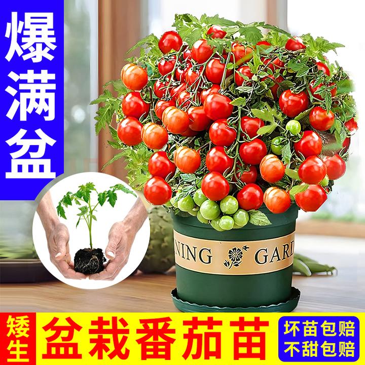 盆栽矮生番茄小西红柿千禧种苗圣女果水果蔬菜苗四季生长庭院室内