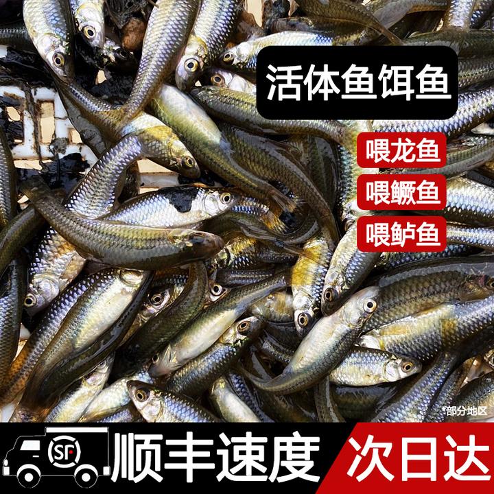 喂乌龟饲料鱼小鱼活体养殖活鱼龙鱼活食饲料淡水鱼草鱼鲫鱼花鲢鳙