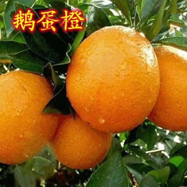 正宗鹅蛋橙 嫁接橙子果树苗庭院盆栽地栽南方北方种植当年结果苗