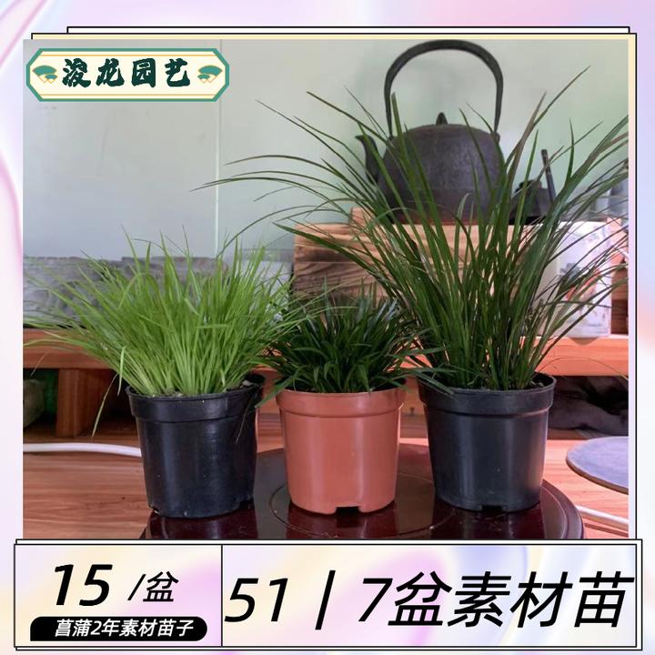 园艺菖蒲三剑客文房雅趣国学风文人雅士最喜爱创意绿水培土培植物