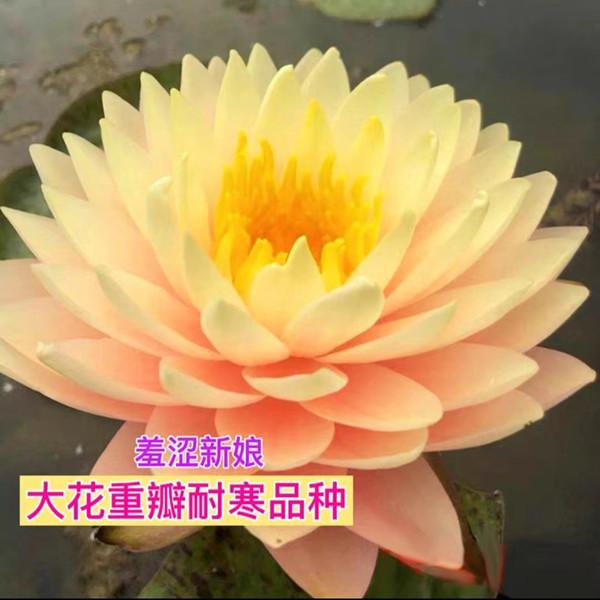【羞涩新娘】睡莲花苗荷花苗盆栽池塘耐寒耐热四季好养阳台正版睡莲