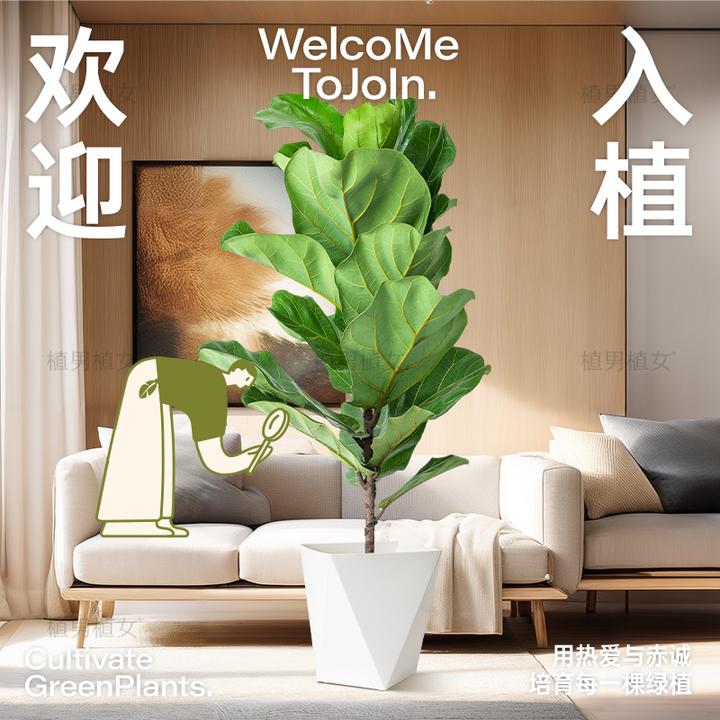 【新人专属】琴叶榕小盆栽大叶植物办公室北欧高档绿植