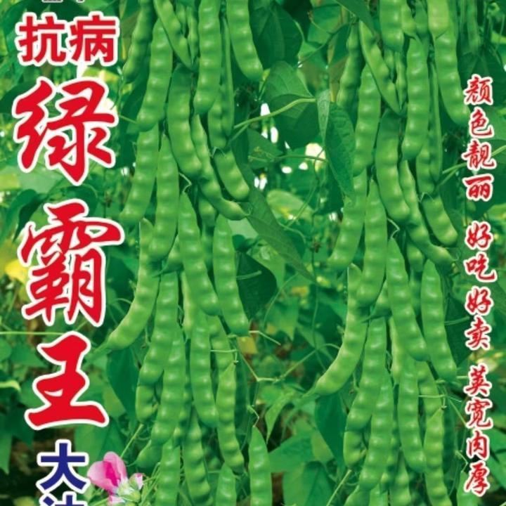 绿霸压趴架大油豆种子无筋无柴肉厚东北大油豆种子春秋两季种子