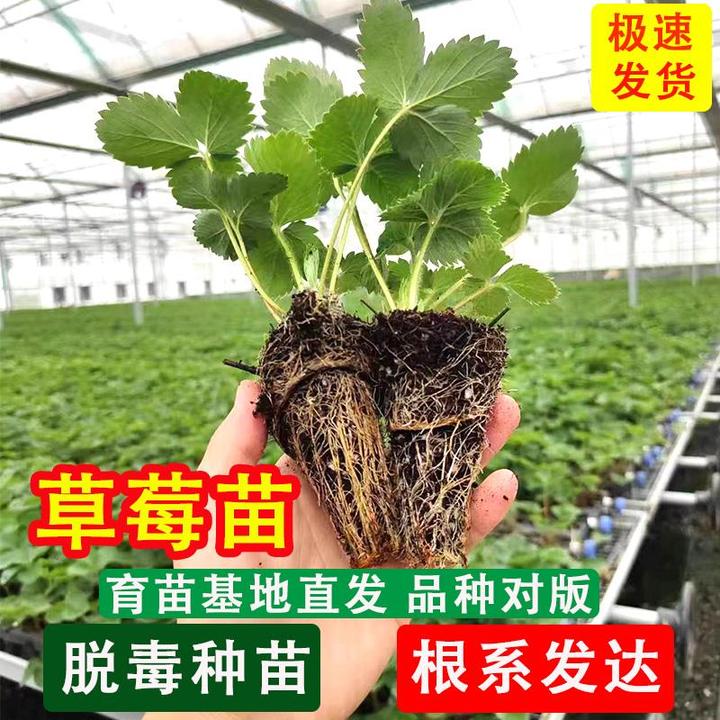 草莓苗盆栽出售果树苗脱毒苗奶油草莓基质苗地栽室内阳台庭院种植