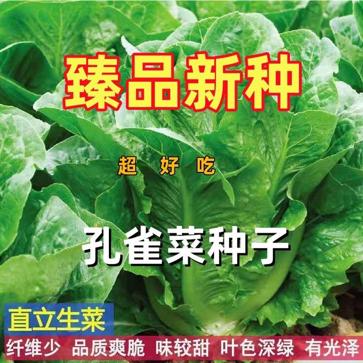 孔雀菜种子罗马生菜种子四季生娃甜脆耐寒生菜籽菜种大全蔬菜种子