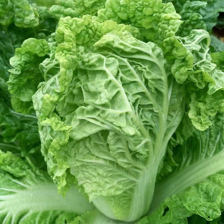 2025贵州麻叶白菜火锅菜叶子菜新鲜青麻叶白菜