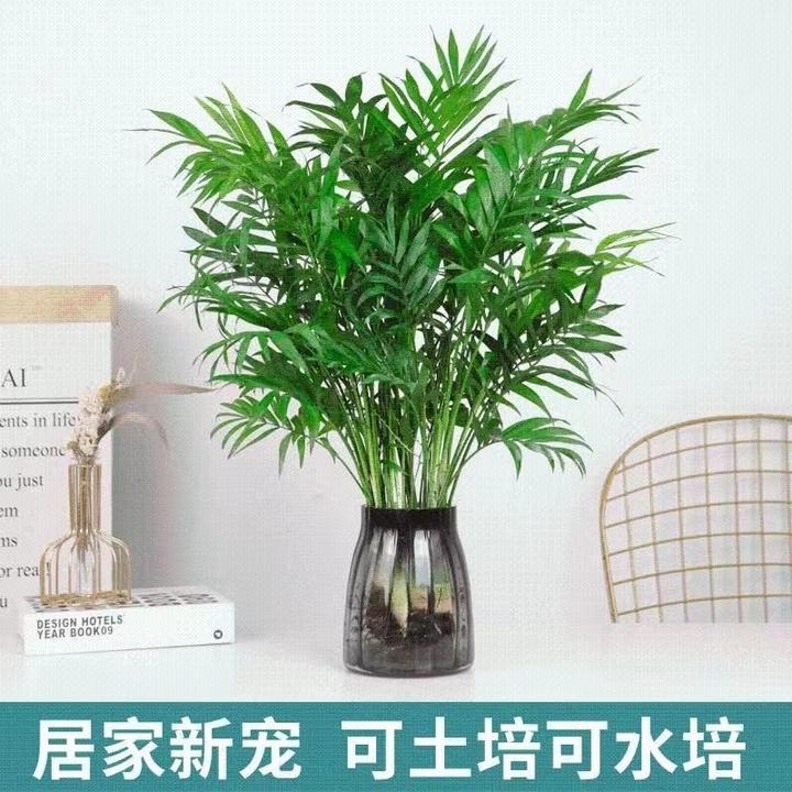 小椰树盆栽绿植花卉室内小清新网红植物水养水培植物室内大型绿植