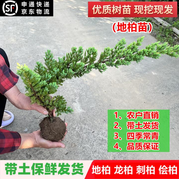 地柏苗柏树沙地柏铺地柏盆景造型素材苗绿化工程四季常青冬天地柏