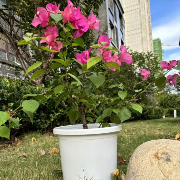 加厚环保超大口径树脂直径四季花盆耐晒控根塑料花盆栽花种树