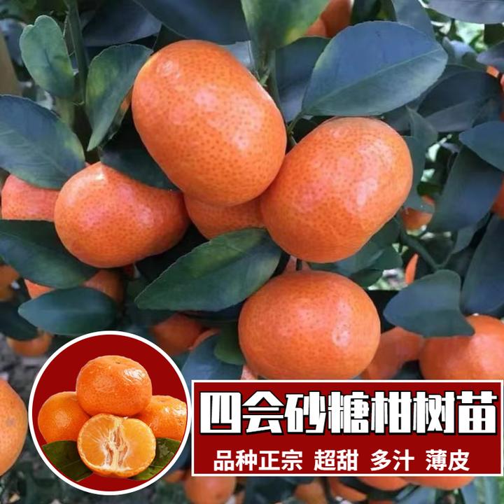 砂糖柑树苗地载盆栽橘子树苗柑橘果树果苗正宗嫁接砂糖柑砂糖橘苗