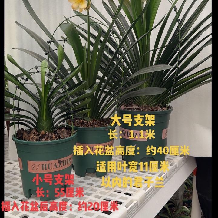 君子兰矫正器花架定型调整叶片间距