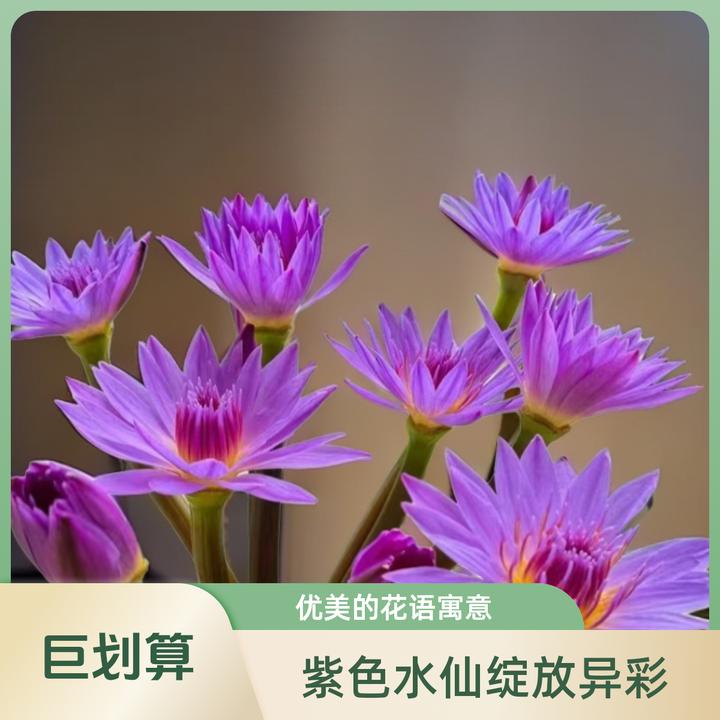 爆款新鲜睡莲/广州鲜花基地产地运输直销发货.