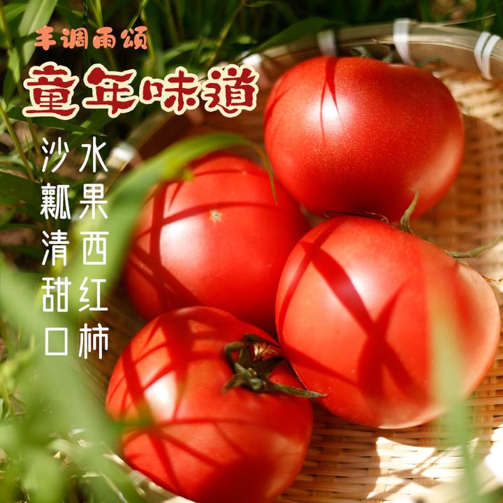 布尼奥尔西红柿新鲜正宗即食生吃水果番茄自然熟沙瓤清甜多汁