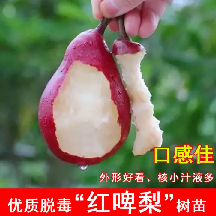 红啤梨树苗嫁接红皮梨苗盆栽地栽南北方庭院种植当年结果果树果苗