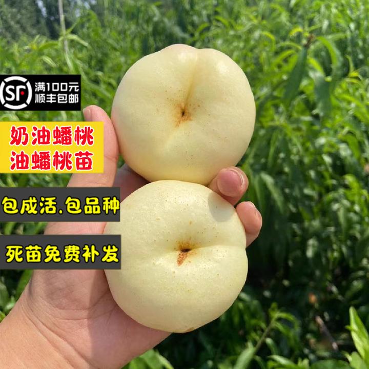 嫁接36-3奶油蟠桃树果苗早熟白肉油蟠桃树苗南方北方庭院盆栽地栽