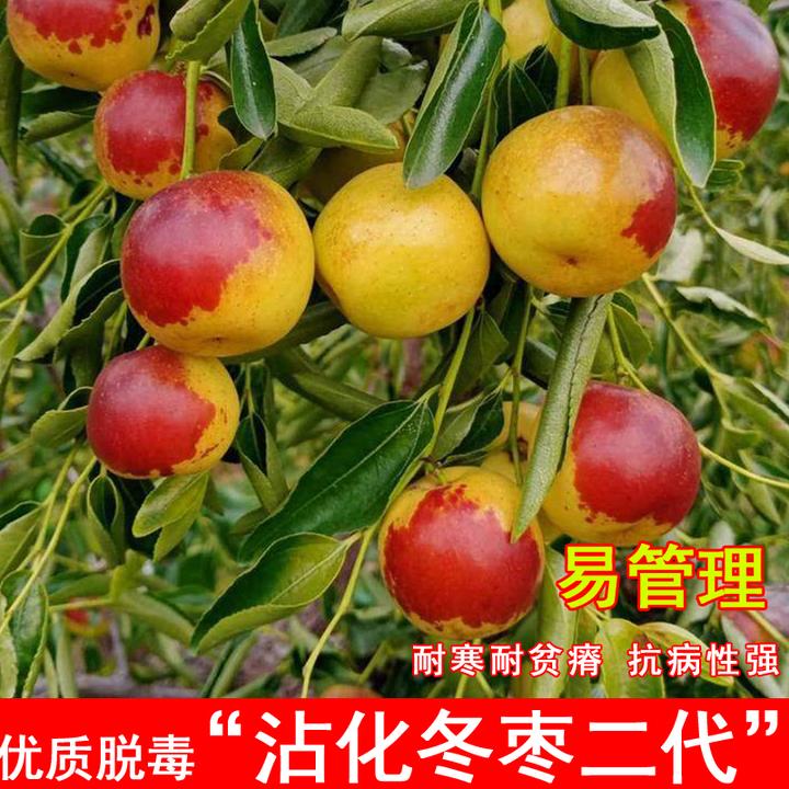 沾化冬枣树苗南北方种植特大脆甜二代枣树活苗庭院盆地栽当年结果