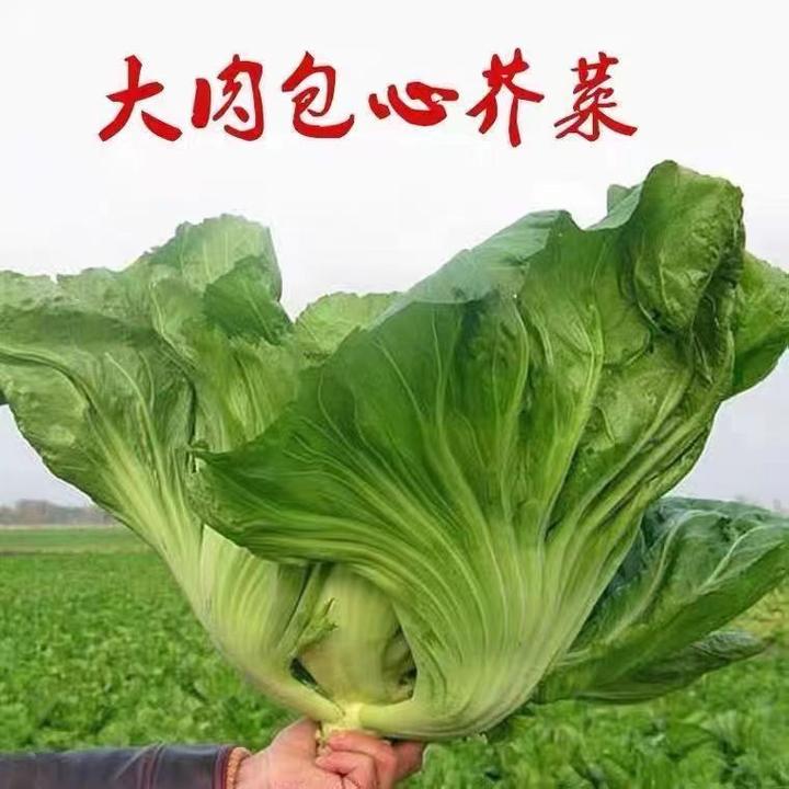 四季大肉包心芥菜种籽腌制酸菜大芥菜种子高产早熟盆栽蔬菜种专用
