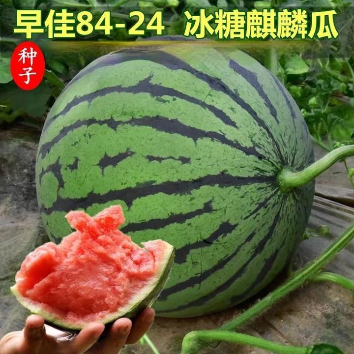 早佳8424麒麟西瓜种子脆甜多汁沙瓤薄皮西瓜种子农家小院蔬菜种子