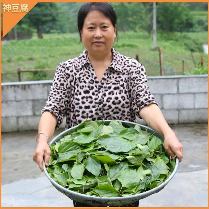 斑鸠树叶神仙豆腐叶臭豆腐叶妹妹菜豆腐柴树叶凉拌菜夏季菜