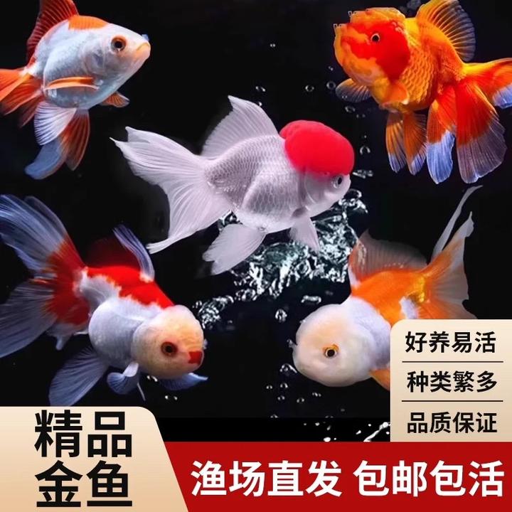 小型淡水鱼龙睛大眼睛鼓眼泡金鱼冷水观赏鱼奈活好养练手鱼国粹