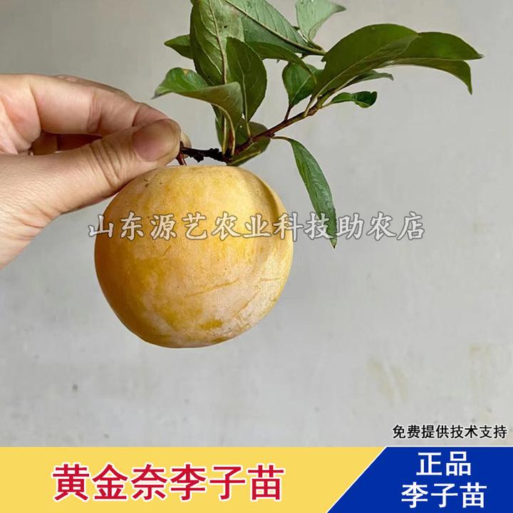 嫁接黄金奈李子树苗脱骨脆甜蜂糖李子苗盆栽地栽南北方种当年结果