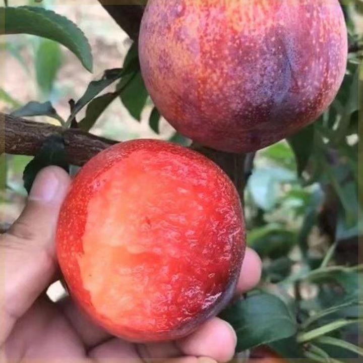 嫁接大果国峰七号李子树苗正宗耐寒特大红肉李子苗南北方庭院种植